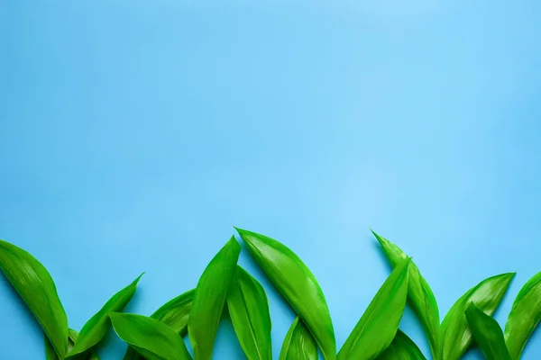 Feuilles vertes de lys de la vallée comme une bordure florale avec espace de copie. Pose plate avec fond bleu — Photo