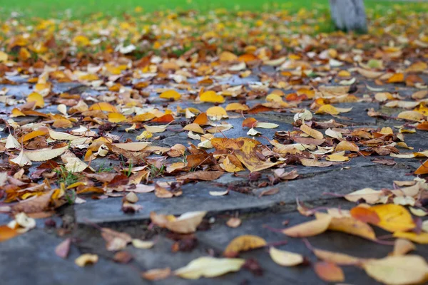 Fond naturel d'automne. Fond automnal de feuilles jaunes tombées sur le chemin de pierre et herbe verte de pelouse avec espace de copie — Photo