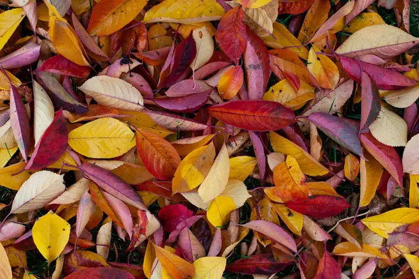 Un fond naturel de feuilles d'automne brillantes tombées au sol, une vue de dessus des feuilles jaunes, rouges, orange et dorées sur le sol dans un parc ou un jardin — Photo