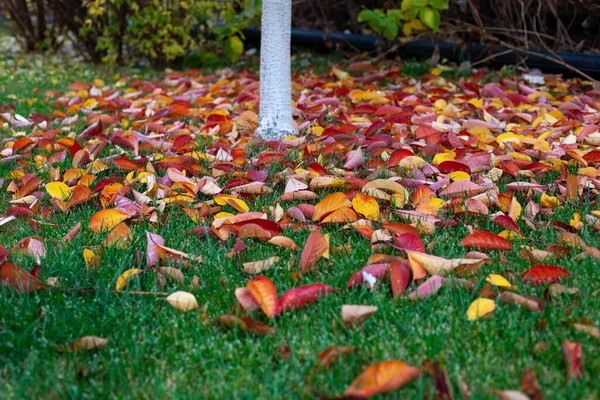 Tronc d'arbre avec des feuilles d'automne tombées sur l'herbe verte dans la cour arrière de la maison de village — Photo