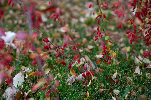 Récolte d'épine-vinette. Des baies d'épine-vinette rouges et mûres sur une branche suspendue sur la pelouse d'automne comme symbole de fertilité — Photo
