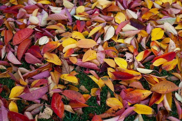 Fond automnal de feuilles d'automne brillantes qui sont tombées au sol, une vue de dessus des feuilles jaunes, rouges, orange et dorées sur l'herbe verte de la pelouse — Photo