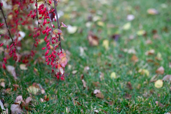 Une branche avec des baies d'épine. Une branche d'automne avec des baies d'épine mûre et des gouttes d'eau suspendues sur une pelouse verte — Photo