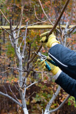 Ceviz buduyorum. Çiftçilerin yakın plan resimleri bahçe eldivenleri ve budama makası ile sonbahar bahçesinin arka planında yapraklar olmadan kuru bir ağacı buduyor.