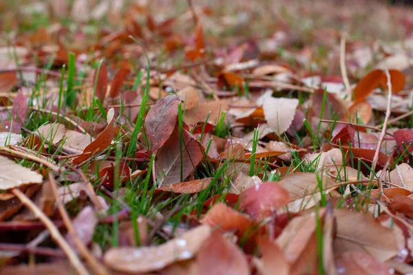 Tapis fait de feuilles d'automne. Automne fond de pelouse verte et jaune rouge feuilles tombées avec place de copie — Photo