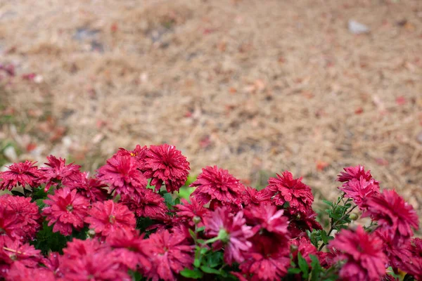 Autumn flowers on seasonal background. Autumn background with copy place for text of bush chrysanthemums and unfocused pine needles on ground in garden