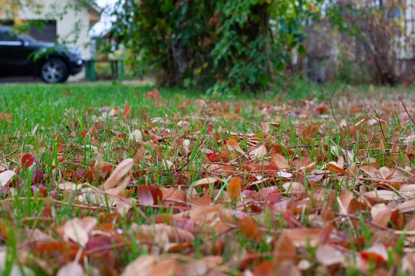 Cour arrière le jour d'automne. Pelouse verte avec des feuilles jaunes tombées couchées dessus et espace de stationnement avec voiture en arrière-plan — Photo