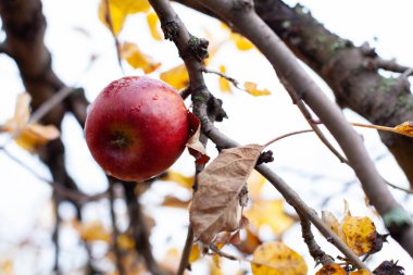 Dal üzerinde olgun kırmızı elma. Güzel, büyük elma, bahçesinde sarı sonbahar yaprakları olan elma dalında sallanıyor ve hasat için hazır.