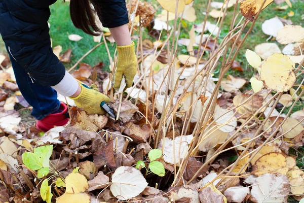 Rifilatura stagionale delle piante da giardino. Agricoltore in guanti gialli e stivali di gomma rossa taglia rami di arbusto in giardino con lunghe forbici in autunno — Foto Stock