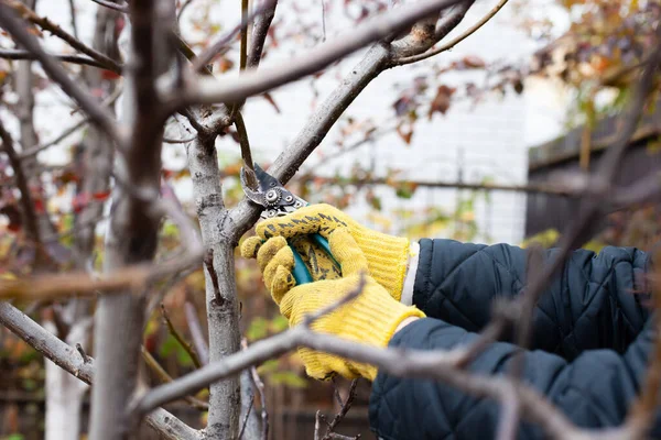 Potatura alberi nel giardino autunnale. Le mani umane in guanti di giardinaggio tengono il potatore, il giardiniere taglia rami secchi senza foglie — Foto Stock