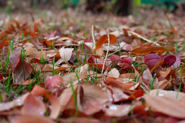Feuilles d'automne sur l'herbe. Belle journée ensoleillée dans le jardin avec des feuilles tombées sur la pelouse, foyer sélectif et lieu de copie — Photo