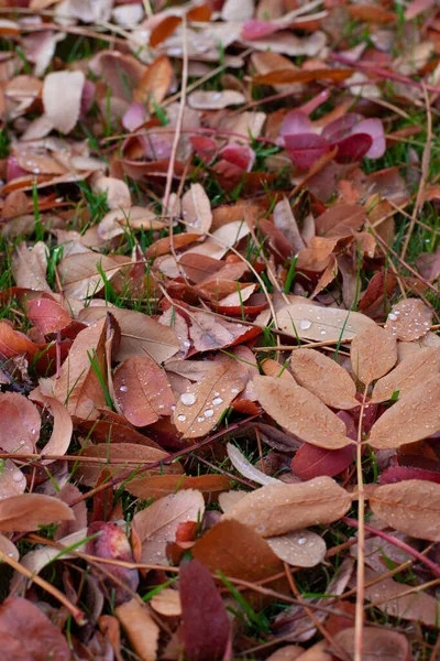 Fond automnal des feuilles. Feuilles colorées tombées des arbres couchés sur l'herbe verte avec des gouttes d'eau de la pluie et mise au point sélective — Photo