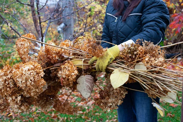 Farmer holds felled branches. Tree branches and dry grass after cleaning in garden on warm autumn day