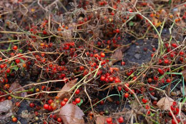 Pembe meyveli kuru çalılar. Bahçedeki küçük domateslerin temizleme dalları uzun süren kuraklık yüzünden mahvoldu.