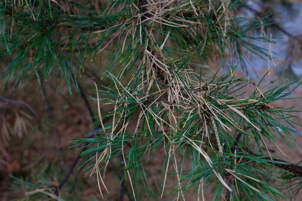 Ormanın arka planında çam iğneleri. Güneşli bir sonbahar gününde çam ağacının ladin dallarında yeşil ve kuru sarı iğneler.