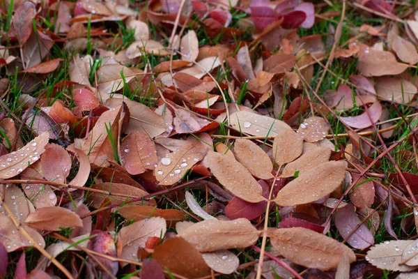 De belles feuilles sous la pluie. Automne fond de pelouse et jaune rouge feuilles tombées avec des gouttes d'eau de la pluie et lieu de copie — Photo