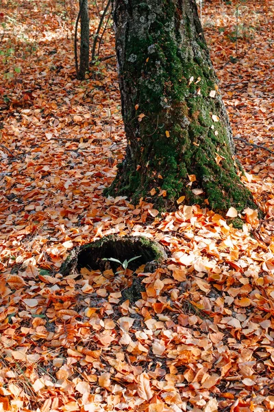 Concept d'automne. tronc d'arbre recouvert de mousse verte parmi les feuilles tombées avec fond de forêt d'automne — Photo