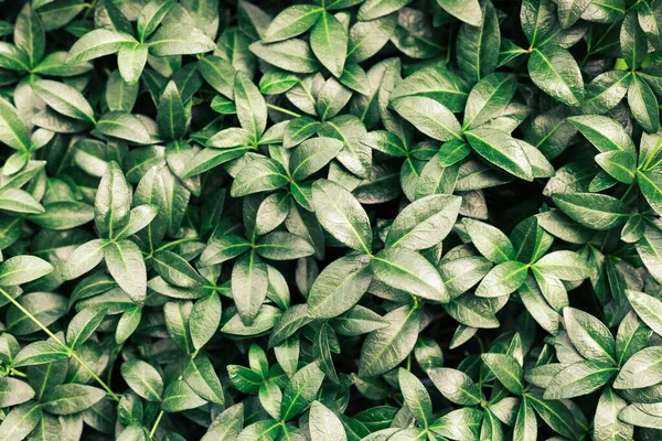 Beau fond naturel fait de feuilles de pervenche ou de feuilles tropicales vertes avec une texture détaillée. Vue de dessus, gros plan — Photo