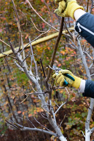 Pruning trees in autumn garden. Close-up of mans hands in yellow gloves and pruning shears trimming old branches without walnut leaves