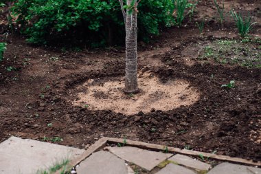 Yaz yeşili bir bahçenin arka planında sulamak için yuvarlak bir deliği olan ve dünyanın her tarafını dolduran genç bir fidan.