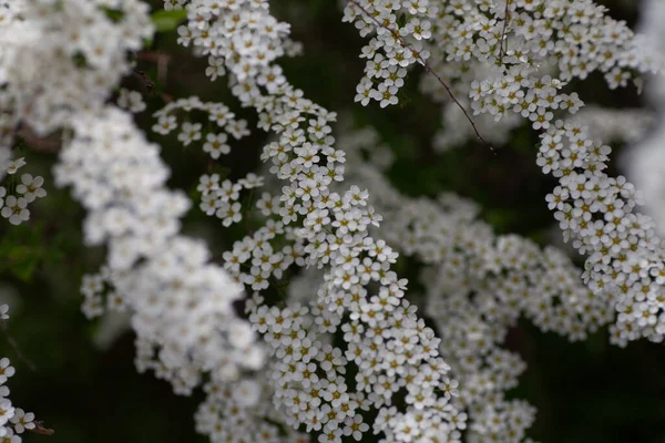 Małe białe kwiaty krzew Spiraea. Widok z bliska na kwitnący krzew Spiraea w słoneczny wiosenny poranek, Spiraea — Zdjęcie stockowe