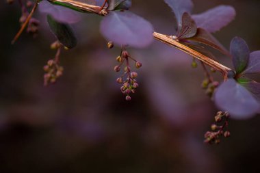 Çiçekli böğürtlen. Mor yapraklı böğürtlen filizinin Macro fotoğrafı ve bulanık doğal arkaplan ve fotokopi alanı olan genç tomurcuk grupları, Berberis vulgaris