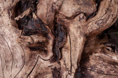 Çürük kütük. Yaşlı kütük, ormanın düşük ışıklarında, ahşap dokusu yakın planda.