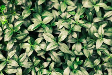 Yeşil yapraklı arka plan. Kara gölgeli vahşi borvinik doğa parkında.