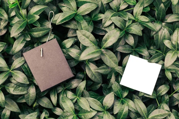 Kreativer Gestaltungsrahmen aus grünen Perlmutt-Blättern mit einer schönen Textur mit zwei schwarz-weißen Kartenanhängern an einer Schnur, flacher Lage und Kopierraum für das Logo — Stockfoto