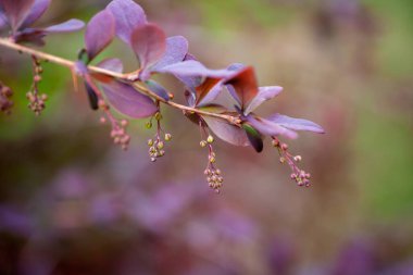 Tomurcuklu böğürtlen dalı. Mor yapraklı dalın yakın çekimi ve yeşillik ve fotokopi alanının bulanık arka planına sahip böğürtlen çiçekleri, Berberis vulgaris
