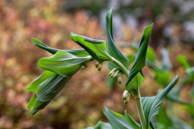Solomonlar yatay görüşü mühürlüyor. Çiçeklere ve yapraklara yakın çekim yeşil bahar bahçesinde mühürlü, mevsimlik arka plan, yan görüş, poligonatum