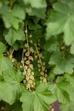 Bahar bahçesinde frenk üzümü. Frenk üzümlerini doğal yeşil arka plan üzerine seçici bir odakla kapat, Ribes rubrum
