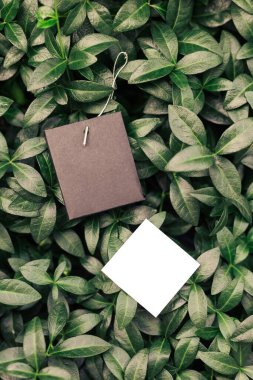 Çerçevenin üst görünümü menekşe yaprakları ve farklı şekillerdeki kıyafetler için etiketler ve logo için fotokopi alanı. Doğal konsept.