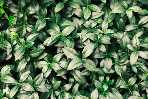 Gros plan sur la texture des feuilles vertes de la nature, concept de papier peint sombre, fond naturel, feuilles tropicales — Photo