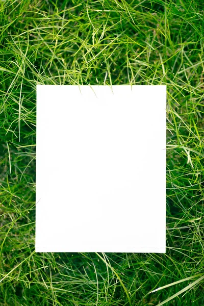 Вид сверху рамы из зеленой садовой травы и пространство для копирования на белом фоне. Зеленые листья с бумажной картой. Естественная концепция. — стоковое фото