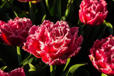Colorful tulips in the park. Spring landscape. Sunlight