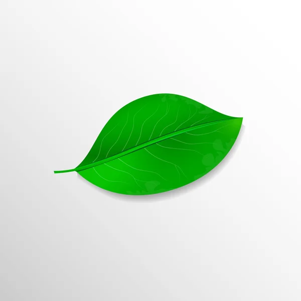 Реалистичный зелёный лист. Экологическая концепция. Вектор — стоковый вектор
