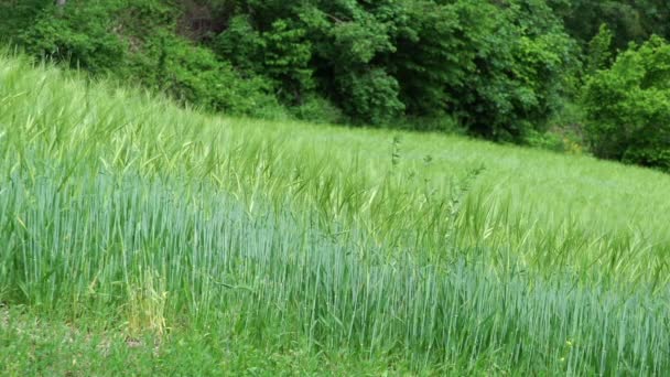 Пшеничное поле на холмах — стоковое видео