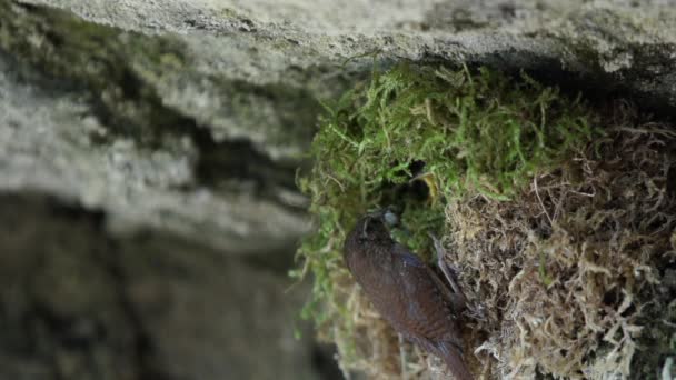 Wren fågel utfodring ungar slow motion — Stockvideo