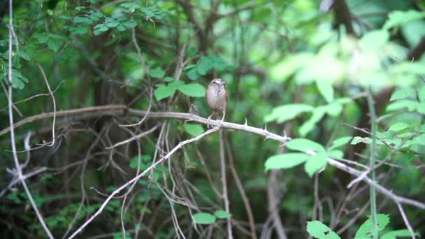 Uccello scricciolo su un ramo con un insetto nel becco — Video Stock