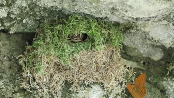 Pássaro Wren escondido no ninho — Vídeo de Stock