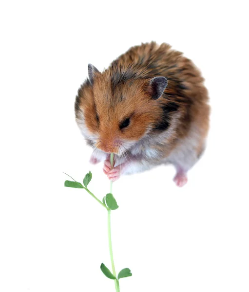 Hamster sirio marrón sentado y comiendo tallo verde de una planta es Fotos de stock libres de derechos