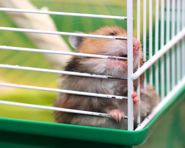 Hamster sirio marrón roe dentro de una jaula, ansioso por la libertad Imagen de archivo