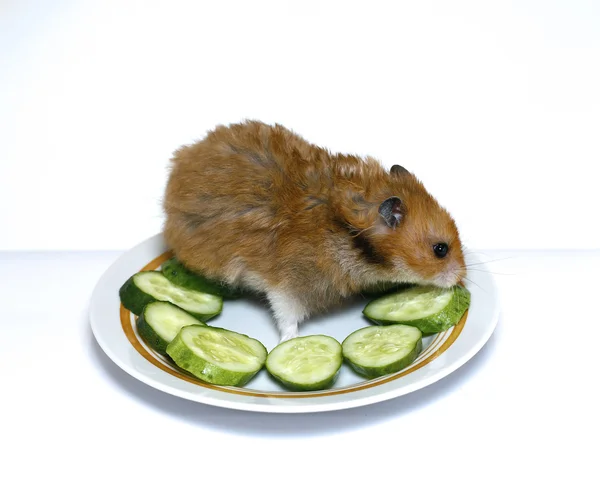 Hámster sirio en un plato con pepino verde — Foto de Stock