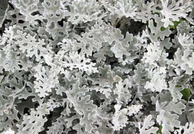 Gümüş cineraria bitkilerin arka plan