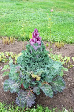 Renkli dekoratif lahana yakın çekim