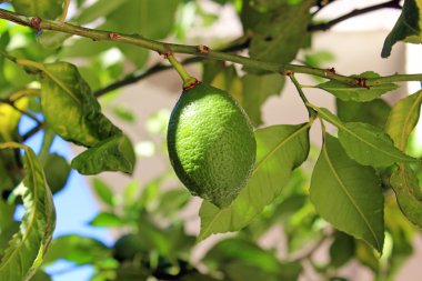 Dalda olgunlaşma limon