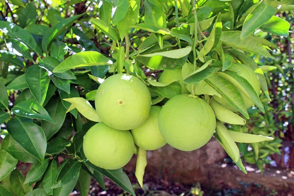 Mûrissement des oranges sur la branche — Photo