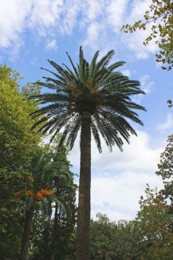 Kanarya hurma mavi gökyüzü