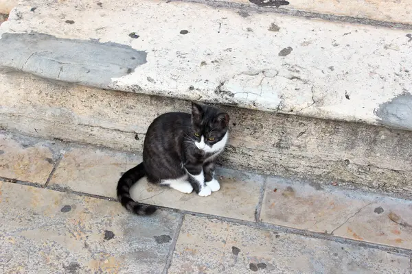 Gato negro con patas blancas se sienta —  Fotos de Stock